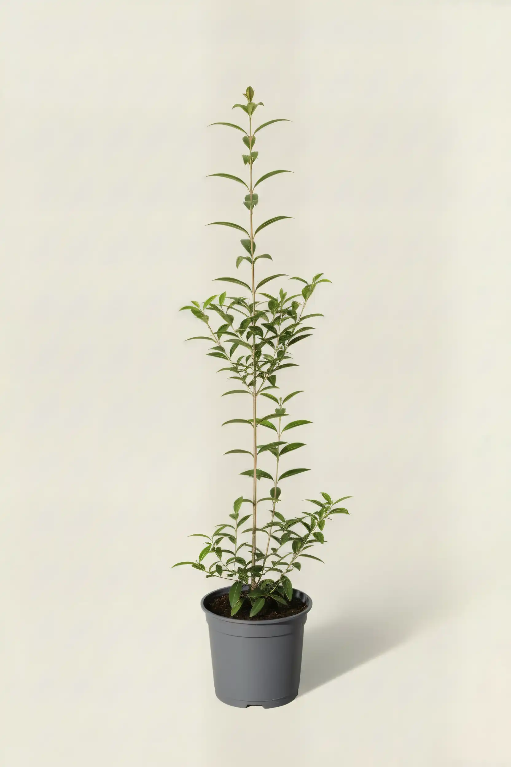 Liguster liga hekk Budsjettpakke i potte 60-100cm - Gir umiddelbar innsyn