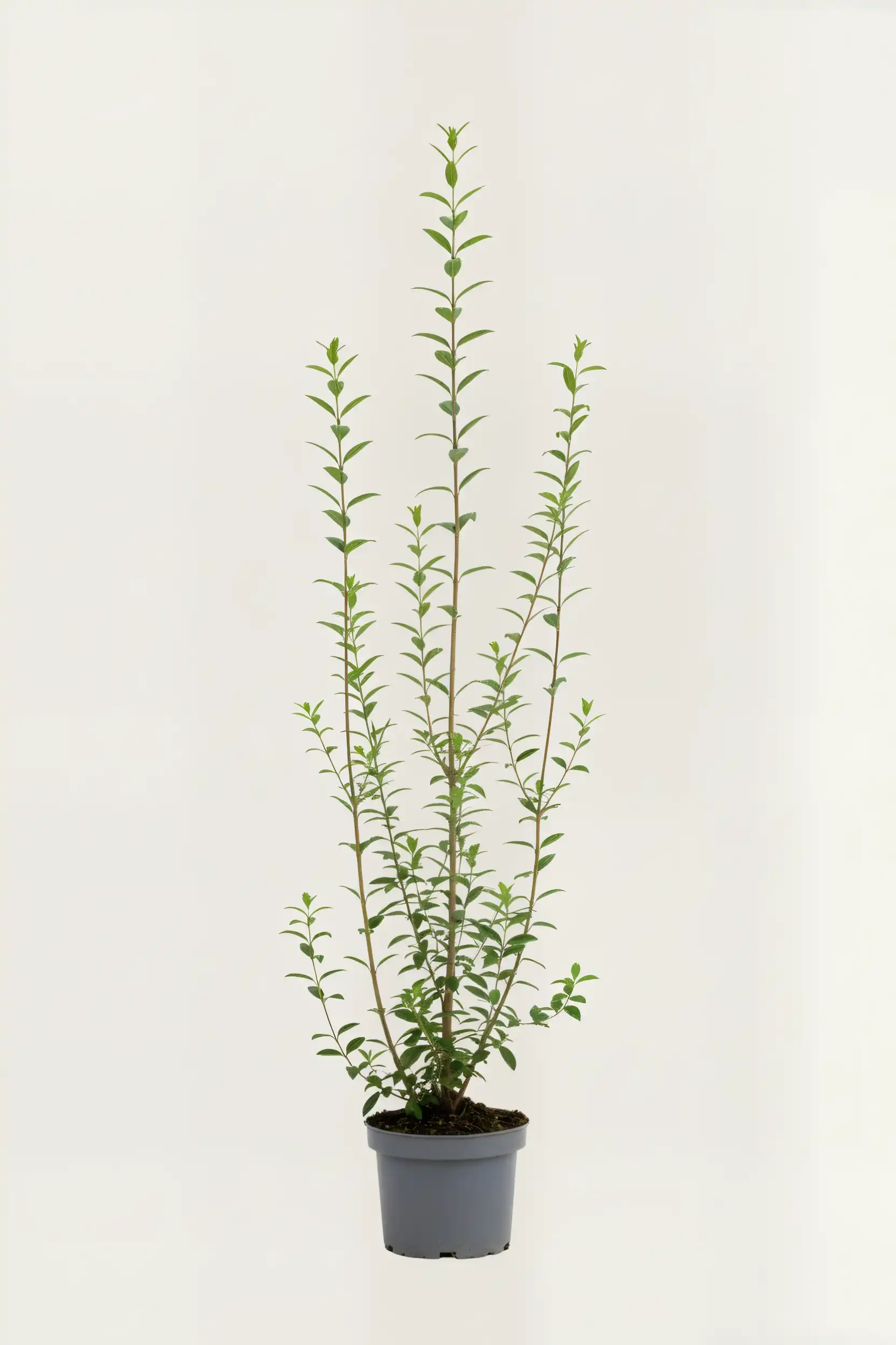 Liguster liga hekk Budsjettpakke i potte 140-180cm - Gir umiddelbar innsyn