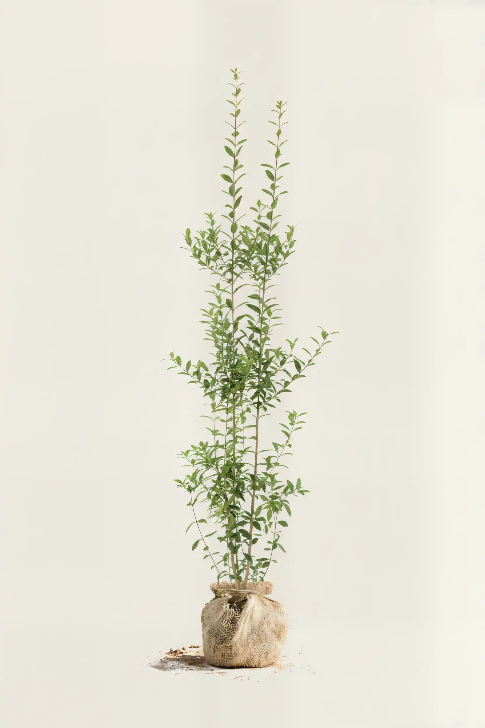 Liguster liga hekk Budsjettpakke med rotball 180-220cm - Gir umiddelbar innsyn