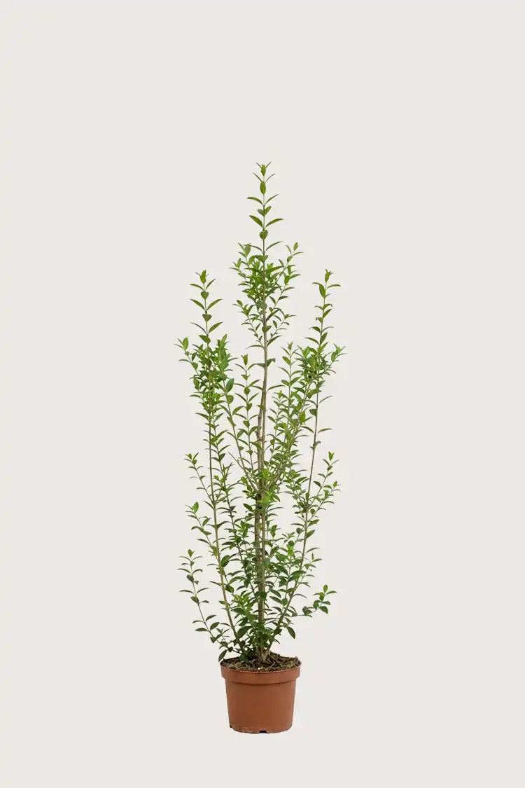 Liguster liga hekk Budsjettpakke i potte 120-160cm - Gir umiddelbar innsyn