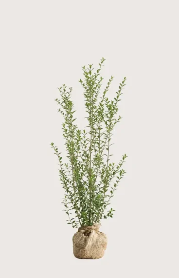 Liguster liga hekk Budsjettpakke med rotball 120-160cm - Gir umiddelbar innsyn