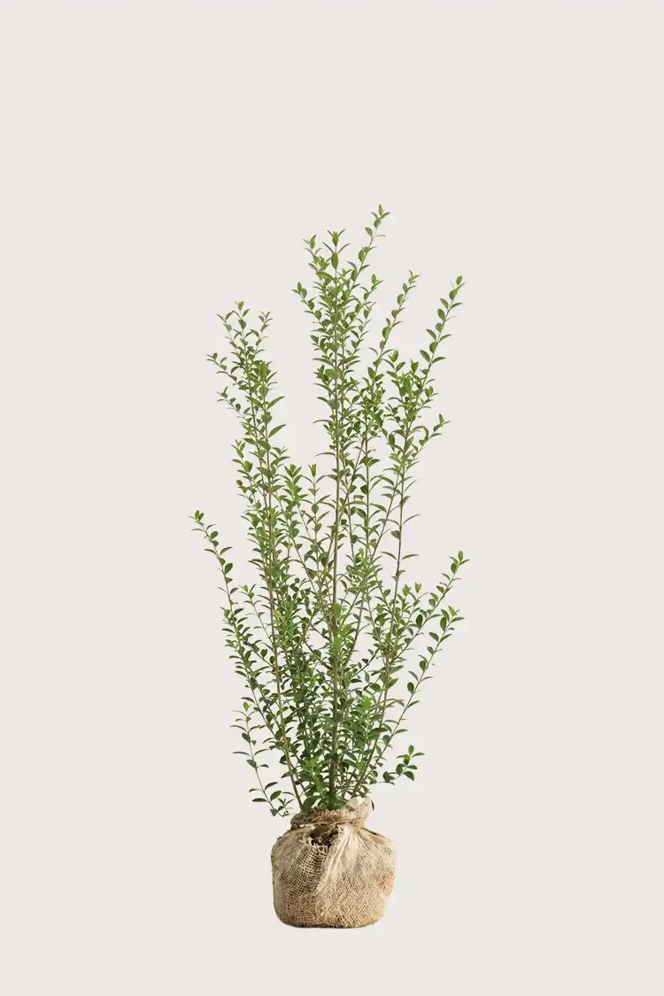 Liguster liga hekk Budsjettpakke med rotball 120-160cm - Gir umiddelbar innsyn