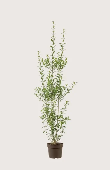 Liguster liga hekk Budsjettpakke i potte 160-200cm - Gir umiddelbar innsyn