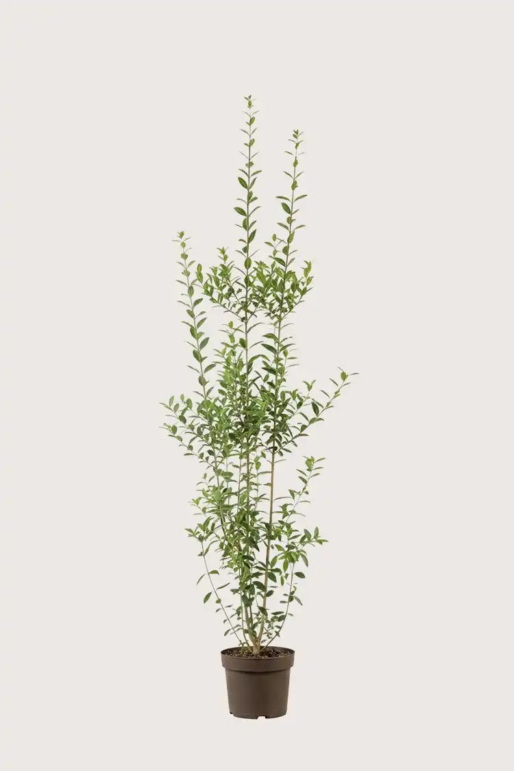 Liguster liga hekk Budsjettpakke i potte 160-200cm - Gir umiddelbar innsyn