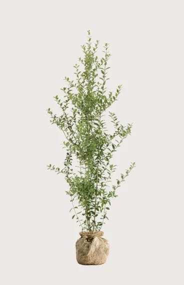Liguster liga hekk Budsjettpakke med rotball 160-200cm - Gir umiddelbar innsyn
