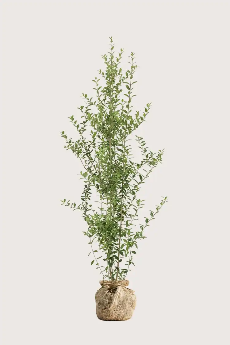 Liguster liga hekk Budsjettpakke med rotball 160-200cm - Gir umiddelbar innsyn