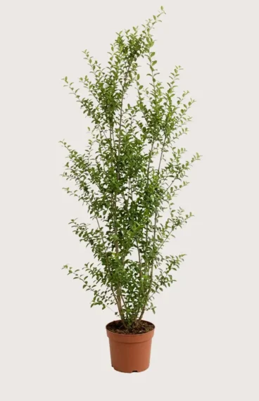 Liguster liga hekk Budsjettpakke i potte 200-240cm - Gir umiddelbar innsyn