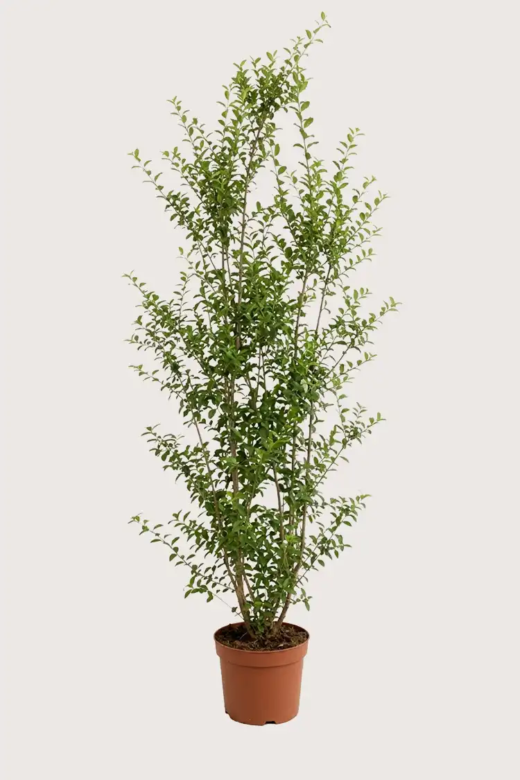 Liguster liga hekk Budsjettpakke i potte 200-240cm - Gir umiddelbar innsyn
