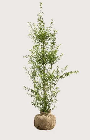 Liguster liga hekk Budsjettpakke med rotball 200-240cm - Gir umiddelbar innsyn