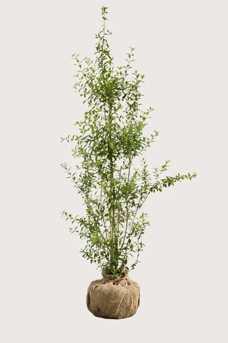 Liguster liga hekk Budsjettpakke med rotball 200-240cm - Gir umiddelbar innsyn