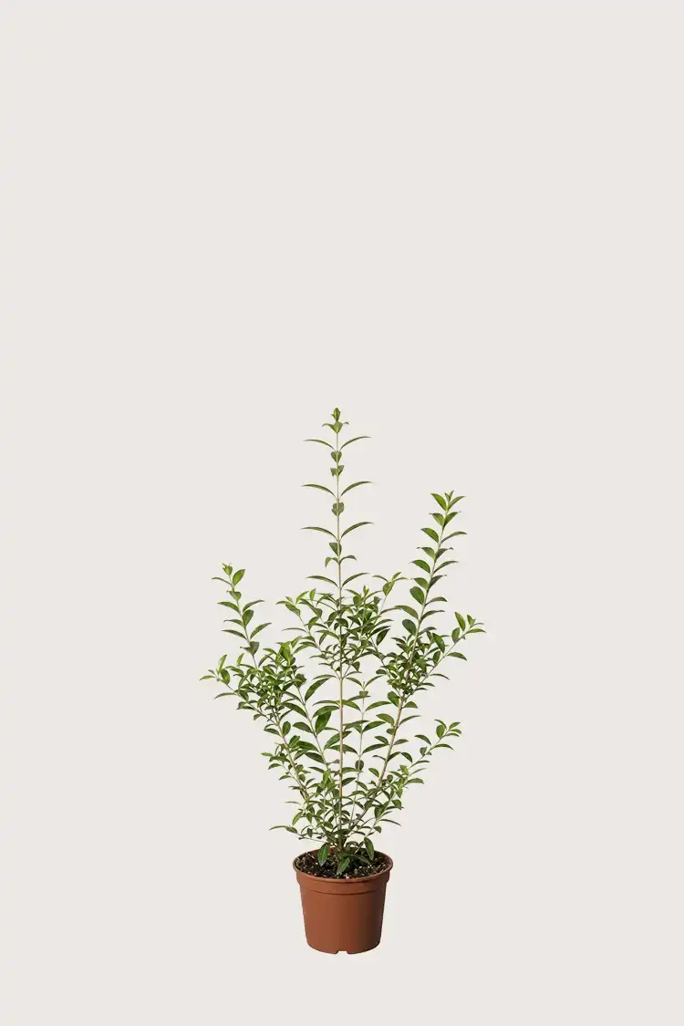 Liguster liga hekk Budsjettpakke i potte 40-80cm - Gir umiddelbar innsyn