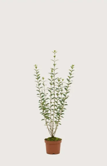 Liguster liga hekk Budsjettpakke i potte 80-120cm - Gir umiddelbar innsyn