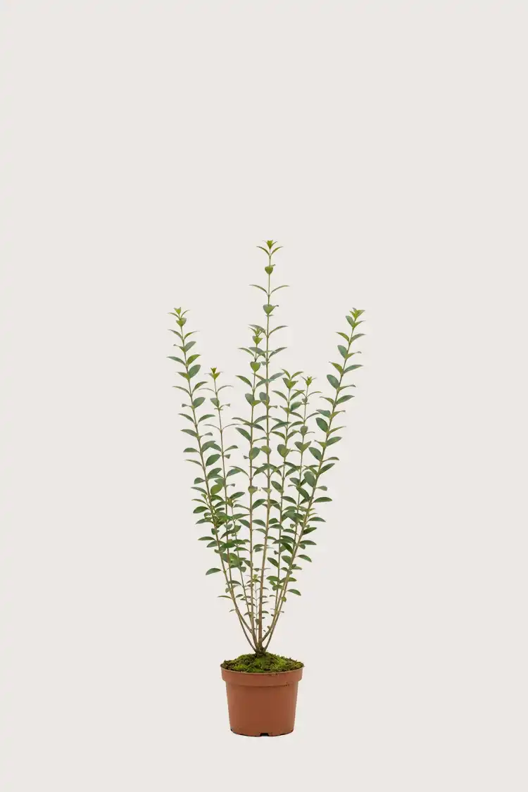 Liguster liga hekk Budsjettpakke i potte 80-120cm - Gir umiddelbar innsyn