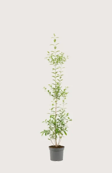 Bredbladig liguster hekk Budsjettpakke i potte 120-160cm - Gir umiddelbar innsyn
