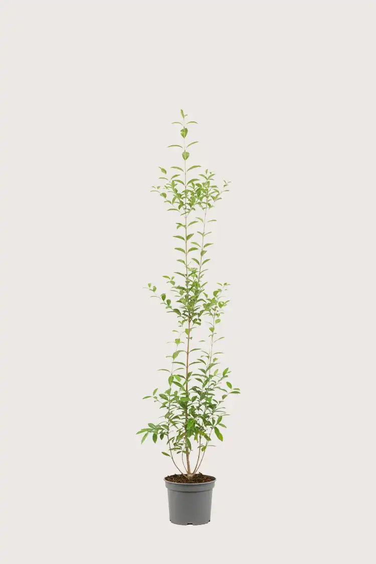 Bredbladig liguster hekk Budsjettpakke i potte 120-160cm - Gir umiddelbar innsyn