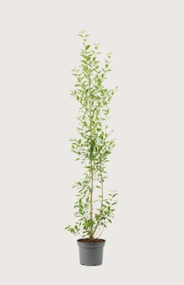 Bredbladig liguster hekk Budsjettpakke i potte 160-200cm - Gir umiddelbar innsyn