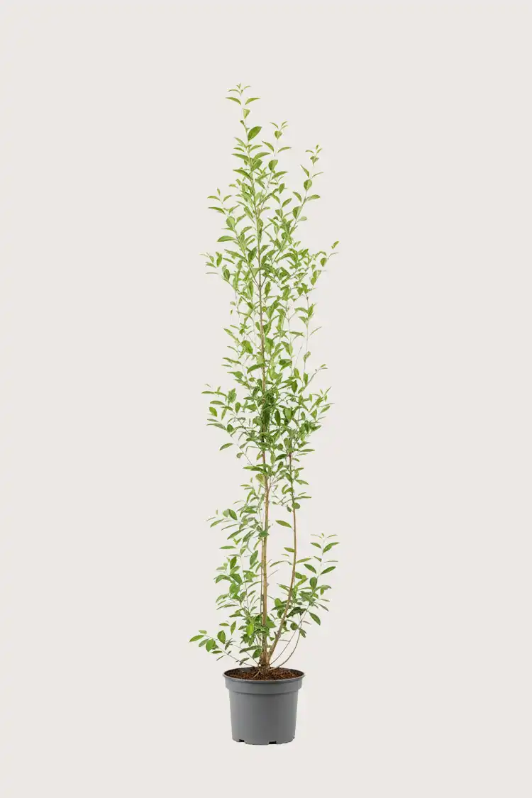 Bredbladig liguster hekk Budsjettpakke i potte 160-200cm - Gir umiddelbar innsyn