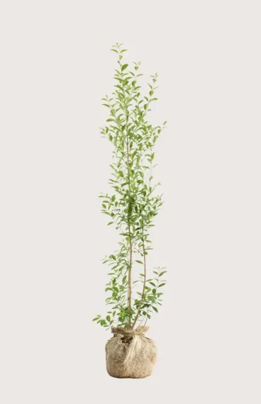 Bredbladig liguster hekk Budsjettpakke med rotball 160-200cm - Gir umiddelbar innsyn
