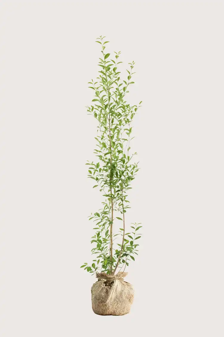 Bredbladig liguster hekk Budsjettpakke med rotball 160-200cm - Gir umiddelbar innsyn