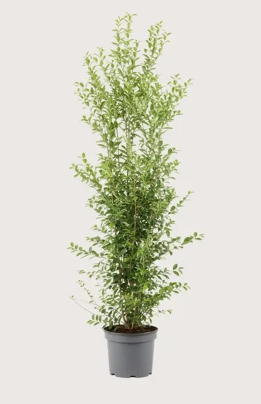 Bredbladig liguster hekk Budsjettpakke i potte 200-240cm - Gir umiddelbar innsyn