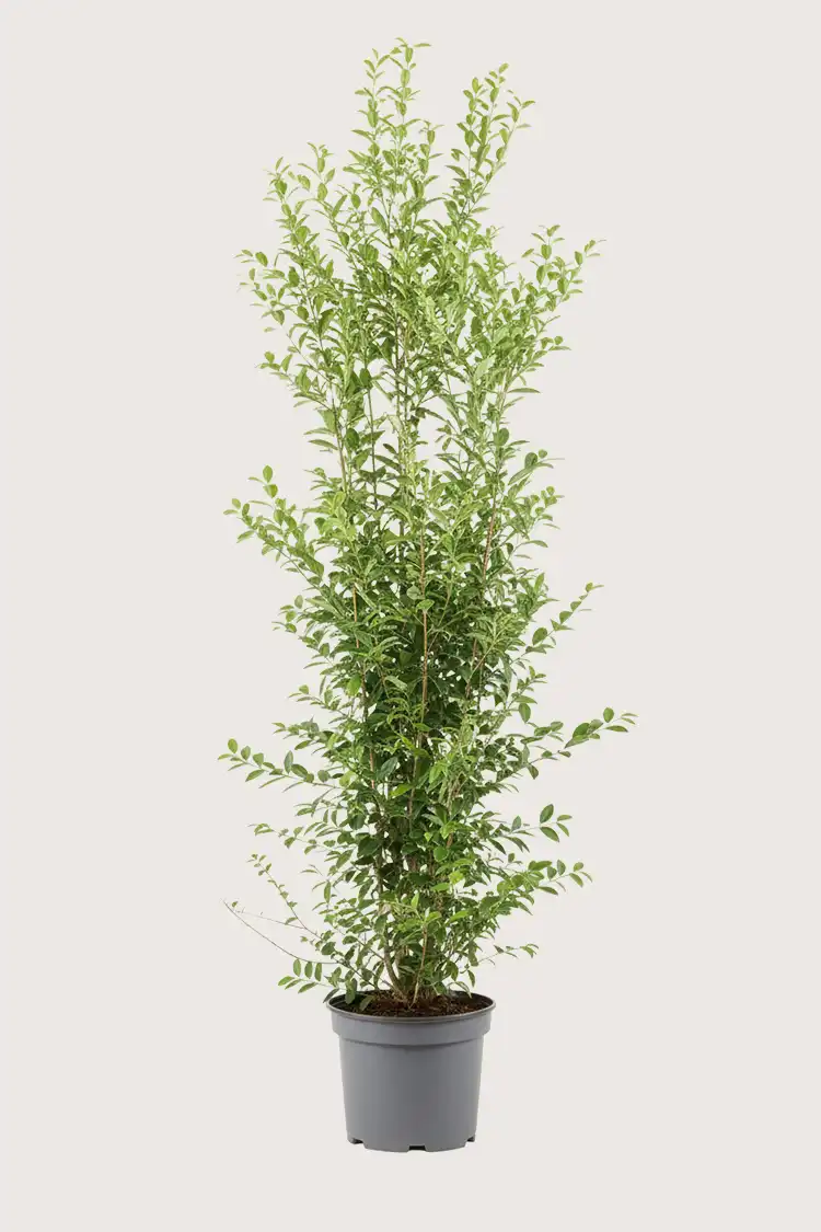 Bredbladig liguster hekk Budsjettpakke i potte 200-240cm - Gir umiddelbar innsyn