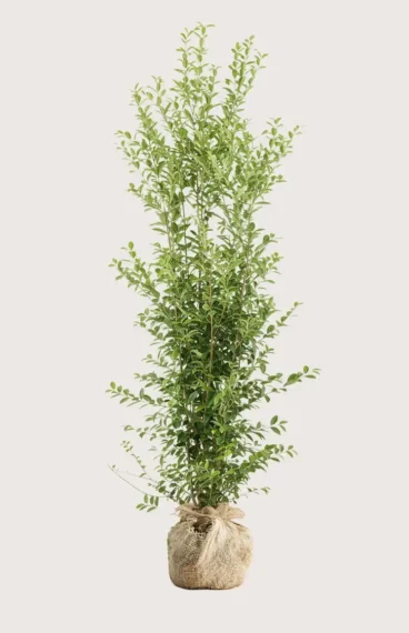Bredbladig liguster hekk Budsjettpakke med rotball 200-240cm - Gir umiddelbar innsyn
