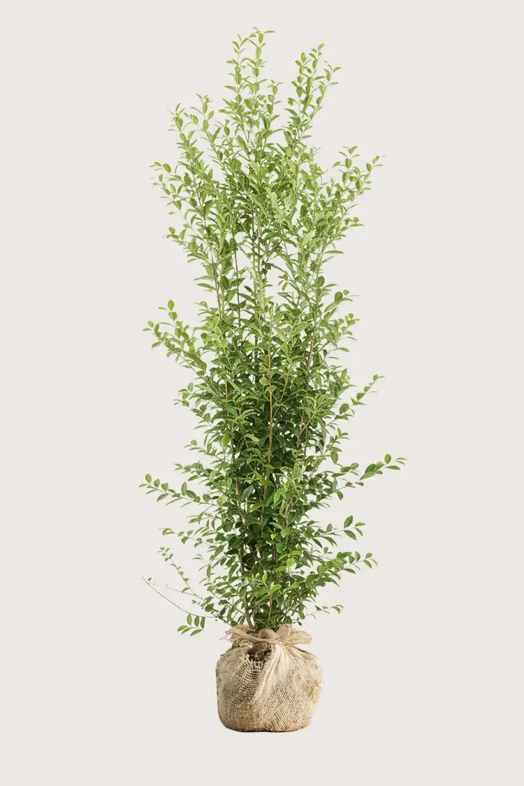 Bredbladig liguster hekk Budsjettpakke med rotball 200-240cm - Gir umiddelbar innsyn