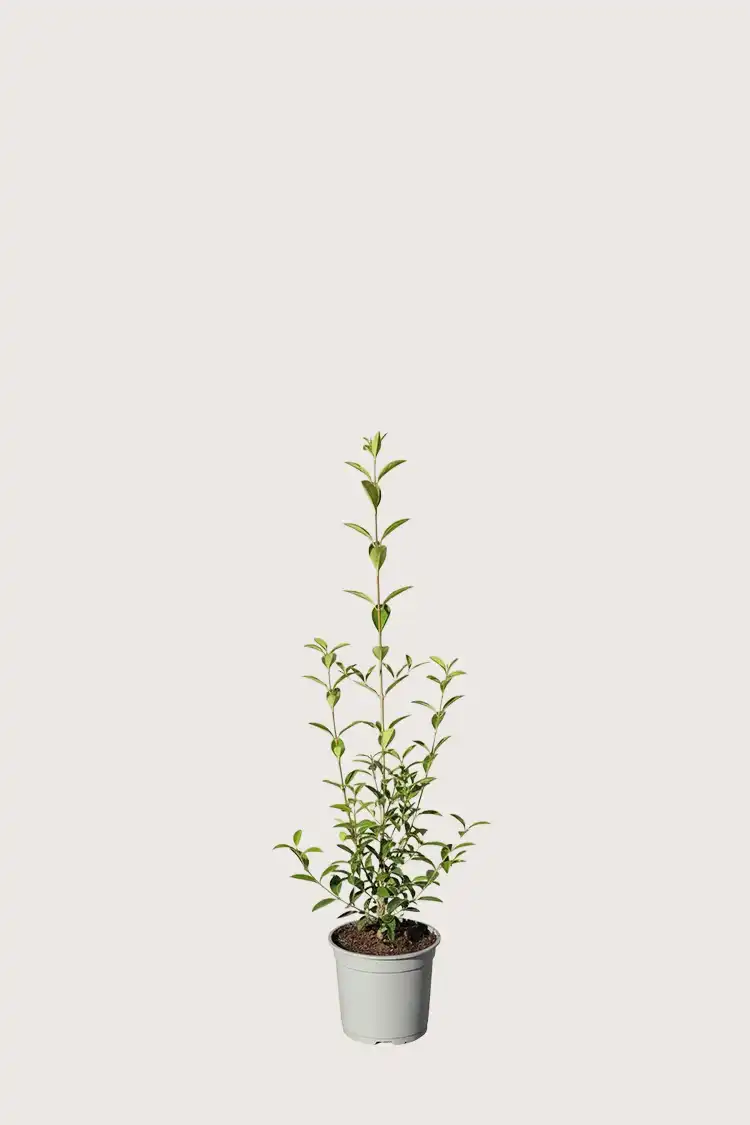 Bredbladig liguster hekk Budsjettpakke i potte 40-80cm - Gir umiddelbar innsyn