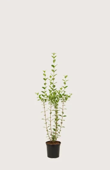 Bredbladig liguster hekk Budsjettpakke i potte 80-120cm - Gir umiddelbar innsyn