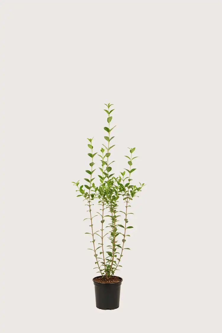 Bredbladig liguster hekk Budsjettpakke i potte 80-120cm - Gir umiddelbar innsyn