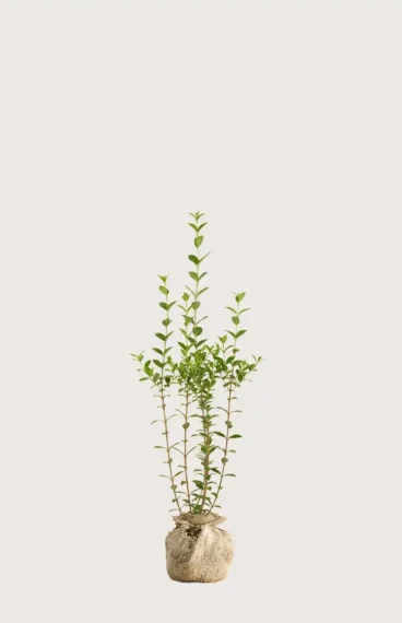 Bredbladig liguster hekk Budsjettpakke med rotball 80-120cm - Gir umiddelbar innsyn