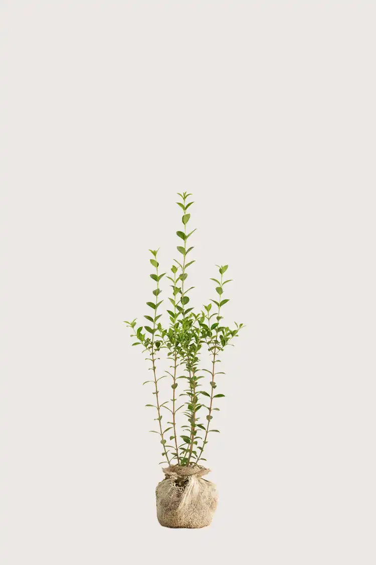 Bredbladig liguster hekk Budsjettpakke med rotball 80-120cm - Gir umiddelbar innsyn