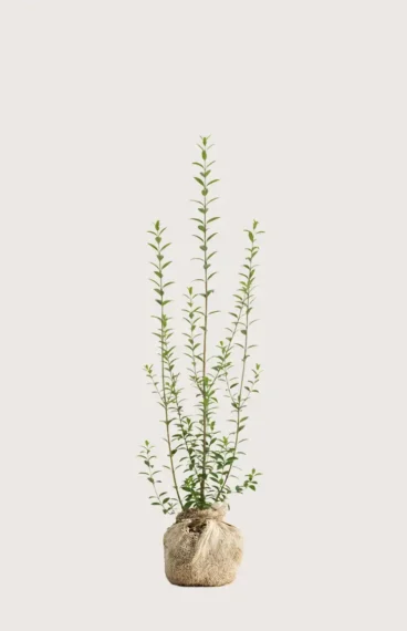 Vinterliguster hekk Budsjettpakke med rotball 120-160cm - Gir umiddelbar innsyn