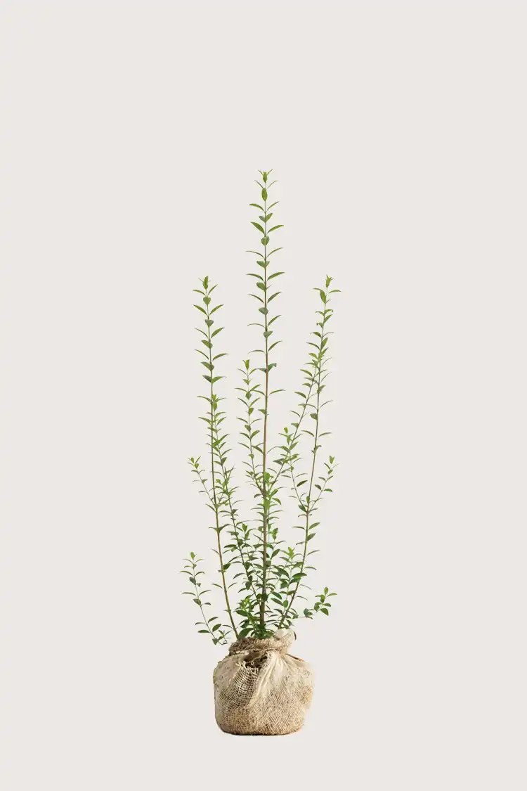 Vinterliguster hekk Budsjettpakke med rotball 120-160cm - Gir umiddelbar innsyn