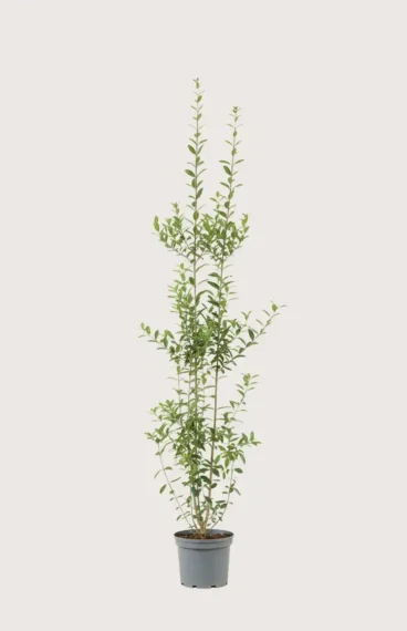 Vinterliguster hekk Budsjettpakke i potte 160-200cm - Gir umiddelbar innsyn
