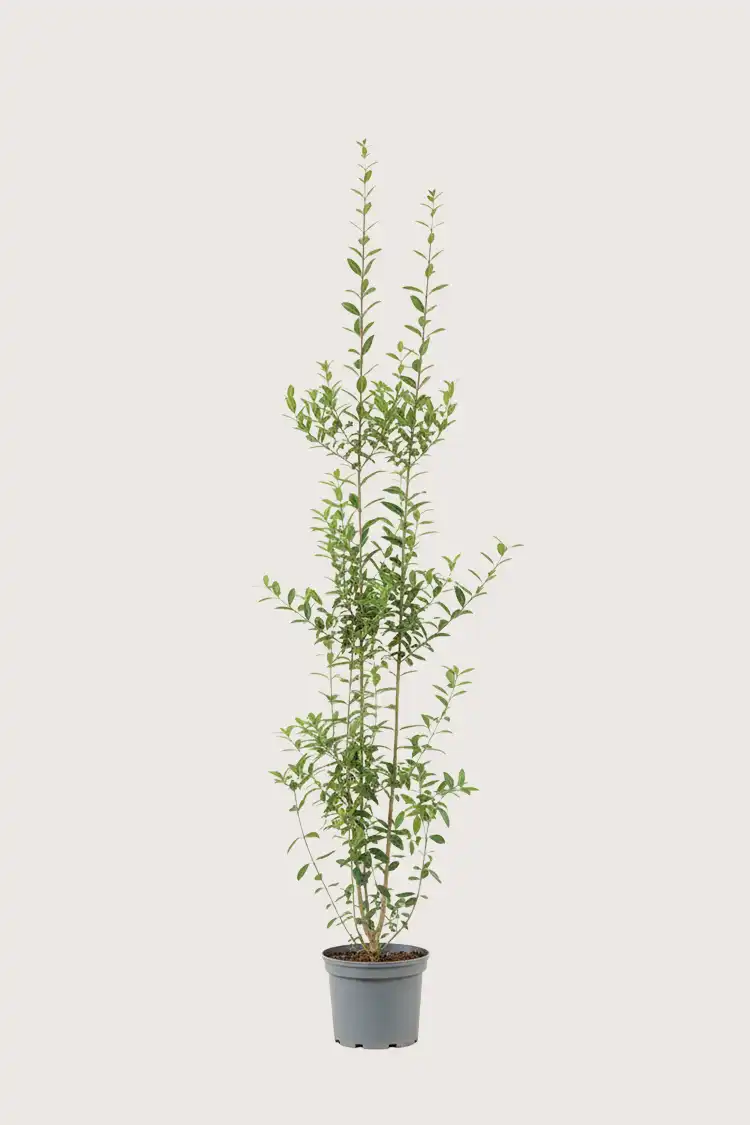 Vinterliguster hekk Budsjettpakke i potte 160-200cm - Gir umiddelbar innsyn