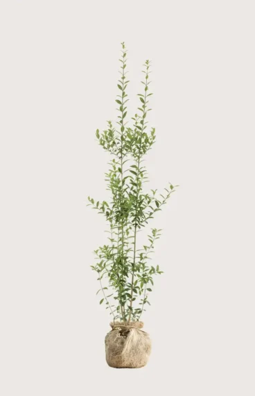 Vinterliguster hekk Budsjettpakke med rotball 160-200cm - Gir umiddelbar innsyn