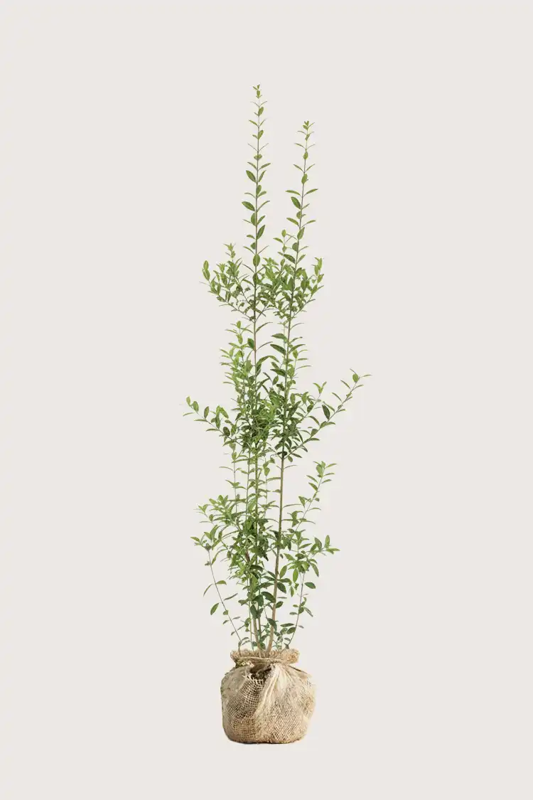 Vinterliguster hekk Budsjettpakke med rotball 160-200cm - Gir umiddelbar innsyn