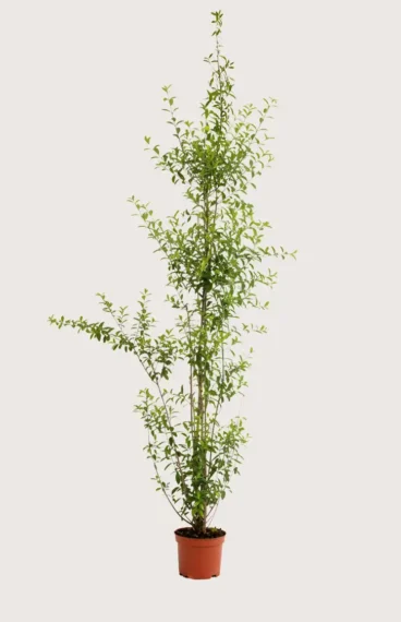 Vinterliguster hekk Budsjettpakke i potte 200-240cm - Gir umiddelbar innsyn