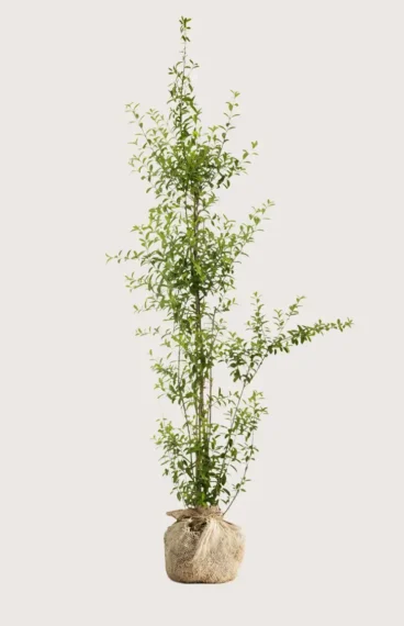 Vinterliguster hekk Budsjettpakke med rotball 200-240cm - Gir umiddelbar innsyn