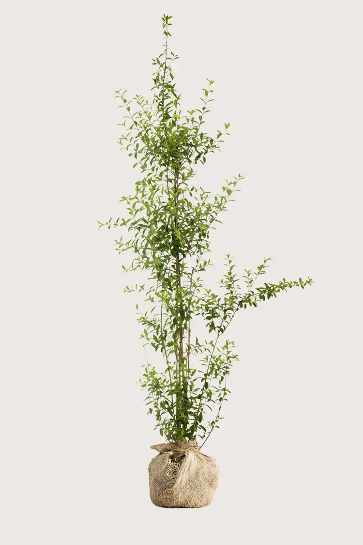 Vinterliguster hekk Budsjettpakke med rotball 200-240cm - Gir umiddelbar innsyn