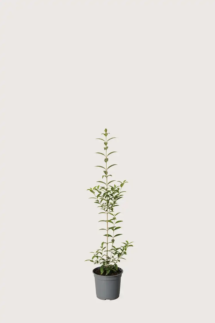 Vinterliguster hekk Budsjettpakke i potte 40-80cm - Gir umiddelbar innsyn