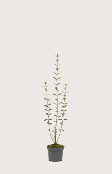 Vinterliguster hekk Budsjettpakke i potte 80-120cm - Gir umiddelbar innsyn