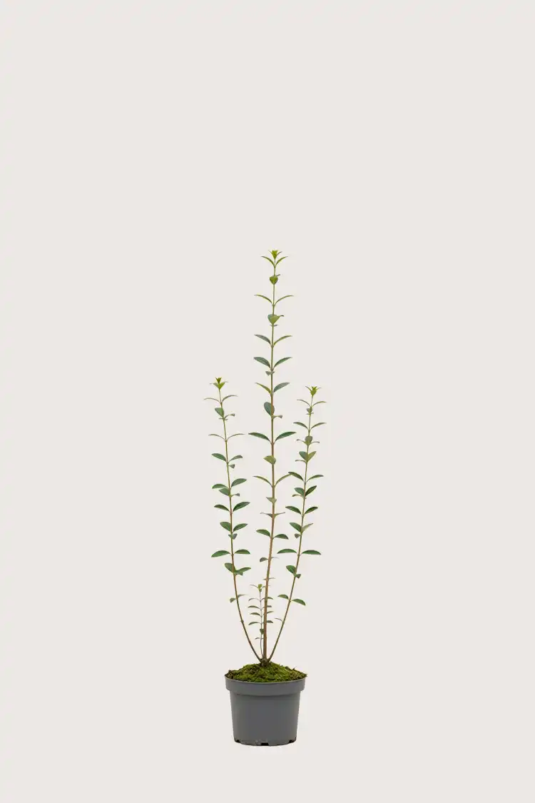 Vinterliguster hekk Budsjettpakke i potte 80-120cm - Gir umiddelbar innsyn