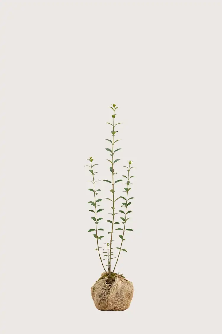 Vinterliguster hekk Budsjettpakke i potte 120-160cm - Gir umiddelbar innsyn