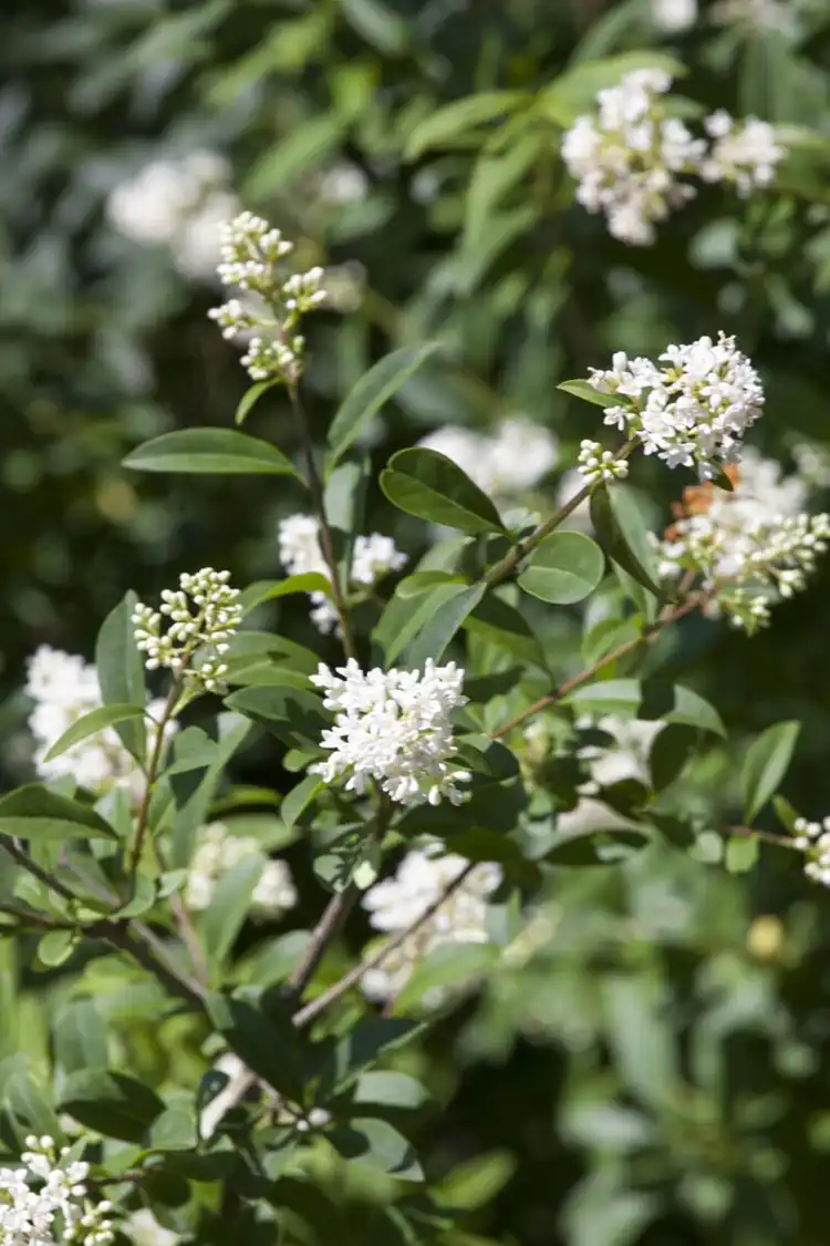 Bredbladig liguster Krukke 160-200cm - Bilde 3