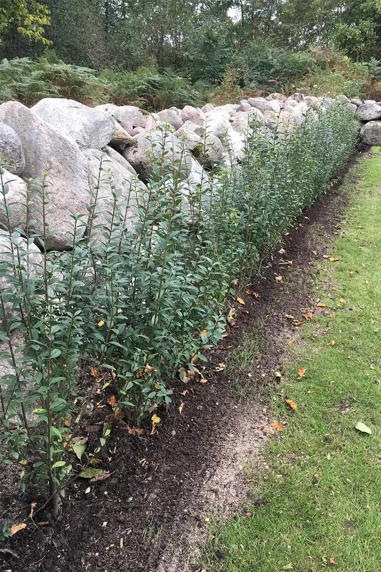 Bredbladig liguster Krukke 160-200cm - Bilde 5