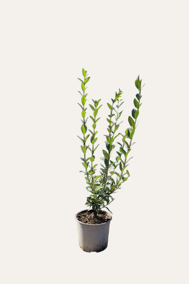 Vinterliguster krukke