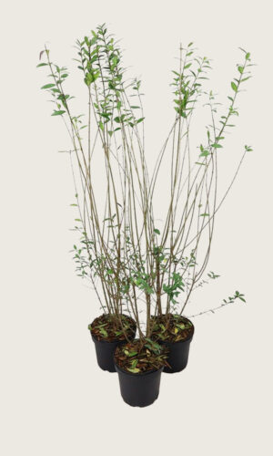 Vinterliguster krukke