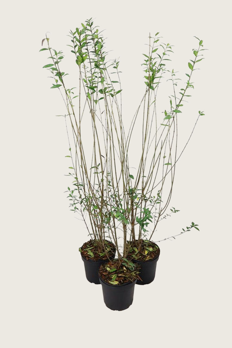 Vinterliguster krukke